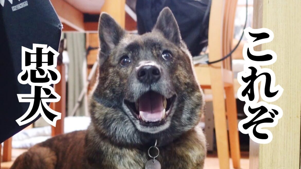 主の言いつけを守って笑顔で待つも、ご飯がないと知ると真顔になる甲斐犬　#甲斐犬 #柴犬 #vlog 【柴犬・甲斐犬】