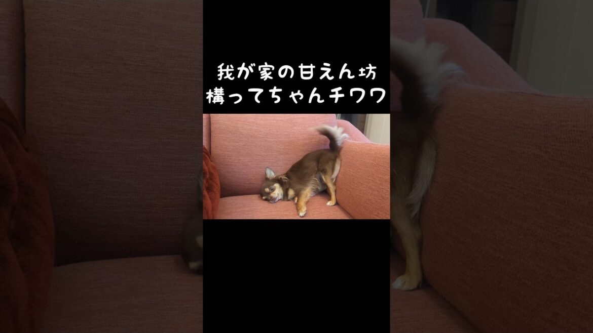 構ってアピールのクセが強い我が家の甘えん坊チワワはこちらです🐾 #shorts #チワワ #チョコタン #クーッとくぅちゃん #chihuahua