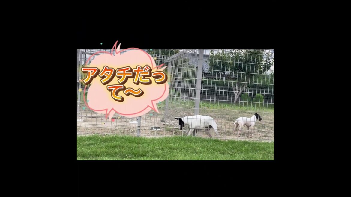 『日本テリア』のつむぎとときわ。脱走チャレンジ！#shorts, #犬のいる生活 #japaneseterrier #犬のいる生活 #日本テリア