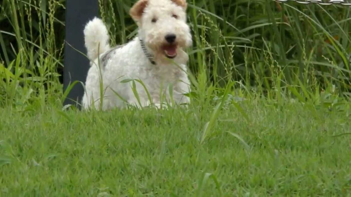 Wire fox terrier  ―Do as you like―