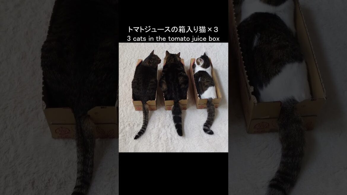 トマトジュースの箱で目の錯覚を引き起こすねこ。 #Shorts