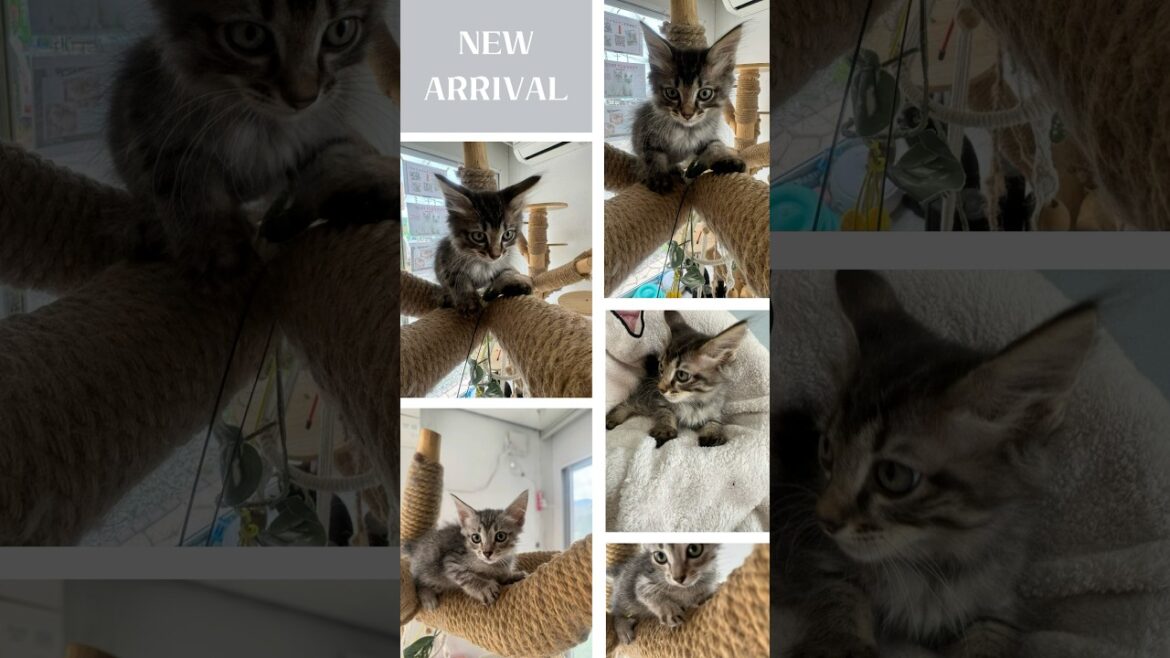 【家族募集中】クリリアンボブテイル の子猫たち！ #かわいい子猫を毎日紹介しています #cat #catcute #子猫 #かわいい子猫 #クリリアンボブテイル @kichifrost