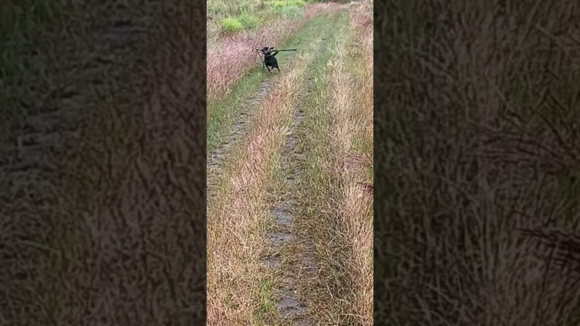 ⚡Рубик⚡ собака с палкой ягдтерьер jagdterrier stick