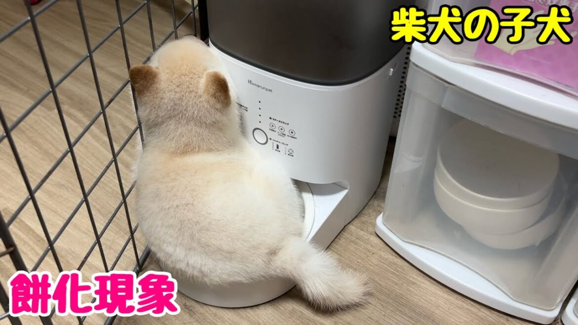 【柴犬 子犬】子犬の最終形態を目撃しました
