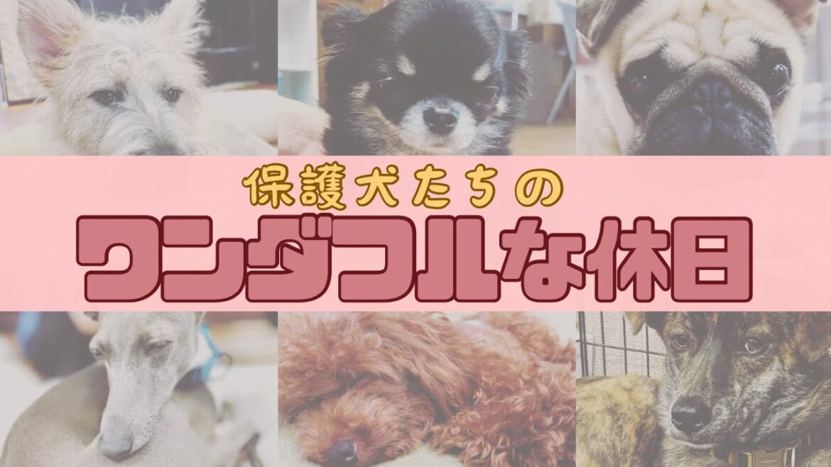 【保護犬】保護犬かふぇ定休日ワンズスタッフはなにをしてるの？#保護犬カフェワンダフル #犬カフェ #保護犬と暮らす #犬のいる生活
