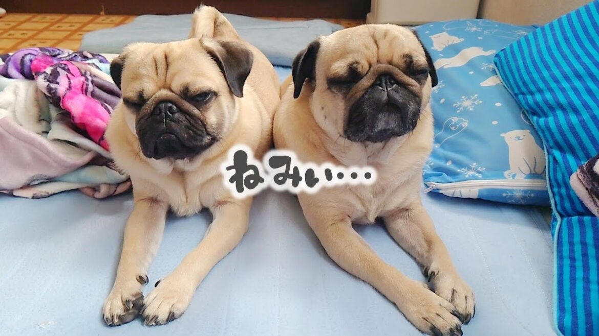 いつもより早起きして散歩に行ったパグ達が帰ってきてからずっとこんな状態です｜暑さ対策｜パグのぺろぽん兄弟pug犬｜
