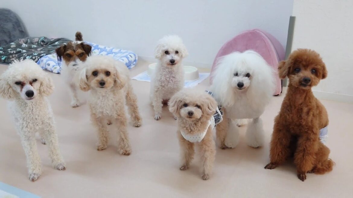 いろんなトイプードルがいるんだなぁ　🐶ひみつきちなう！②🐶  2024年7月13日