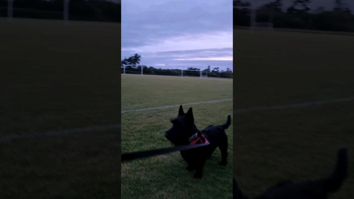 The mornings are getting dark again 😠 😡 👿  -  #shortsfeed