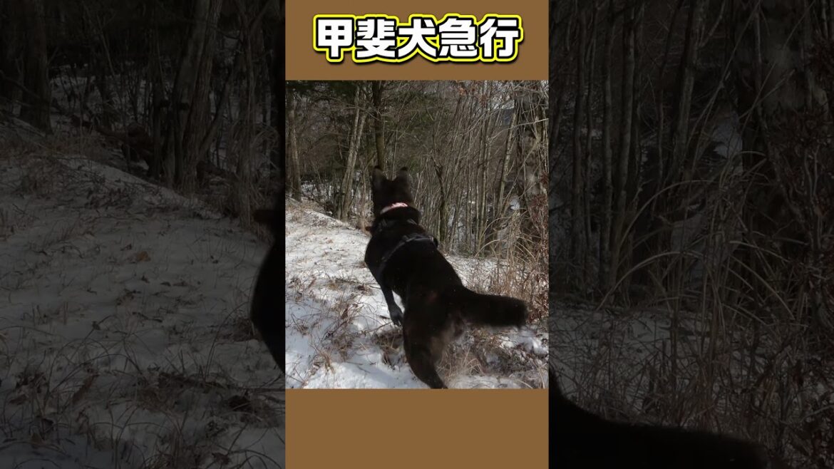 懐かしの映像から｛甲斐犬急行｝ #shorts