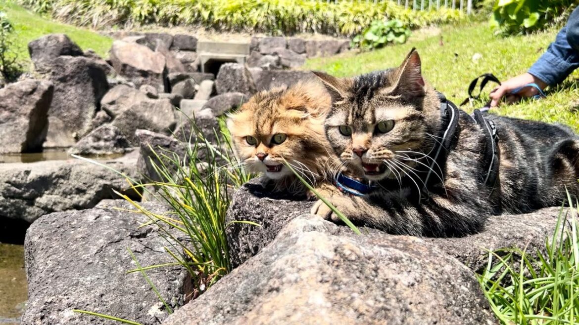 猫と巨大な池を散歩したら迫力が凄すぎてこうなりましたw