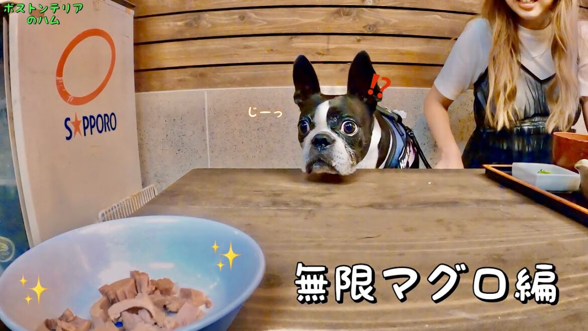 新鮮なマグロが無限に出てきて理性が崩壊した愛犬がこちら