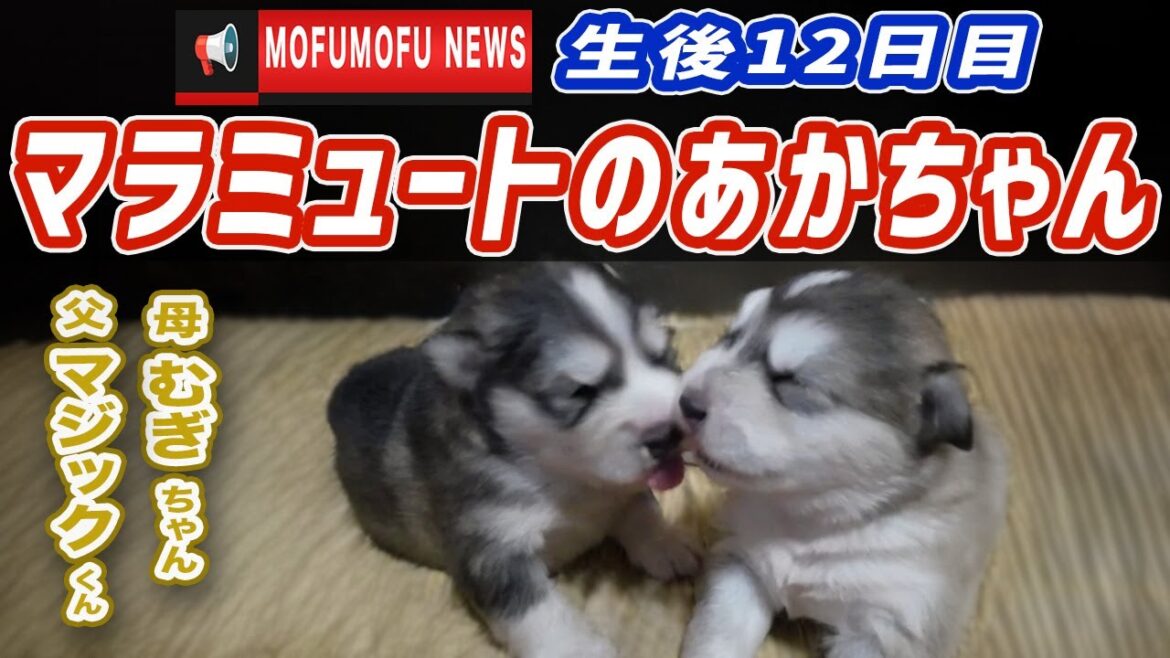 【生後12日目】マジックと麦の赤ちゃん【マラミュート】