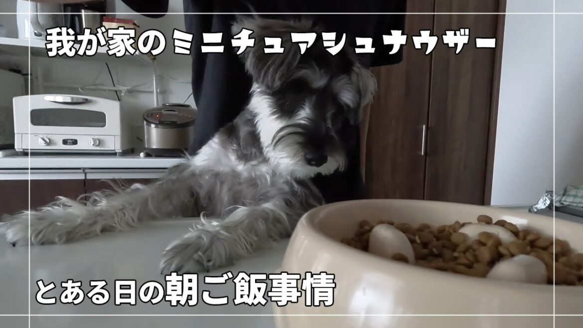 【我が家のミニチュアシュナウザー】とある日の朝ご飯事情