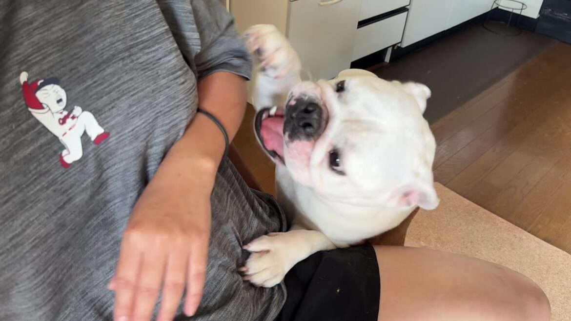 愛犬の、かまちょ無視したら10倍になって返ってきた…