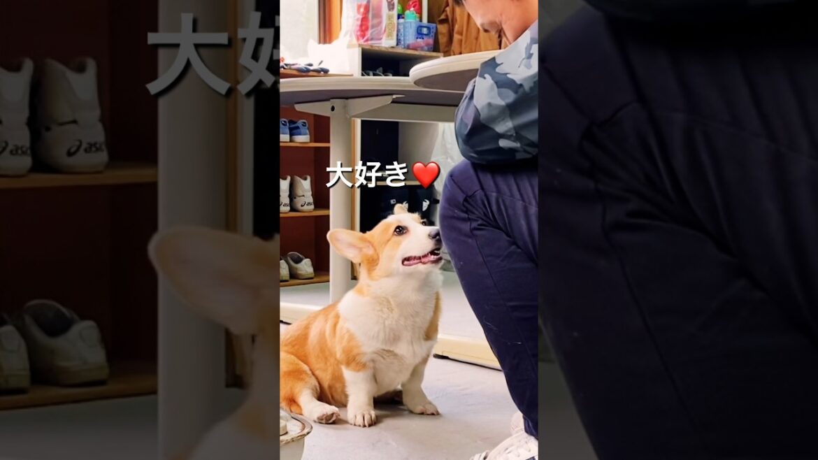おやまのコーギーcorgi犬 お父さんが好きすぎて愛が止まりません！#コーギー #corgi #コーギー犬 #田舎暮らし #自然 #コーギーのいる暮らし #shorts