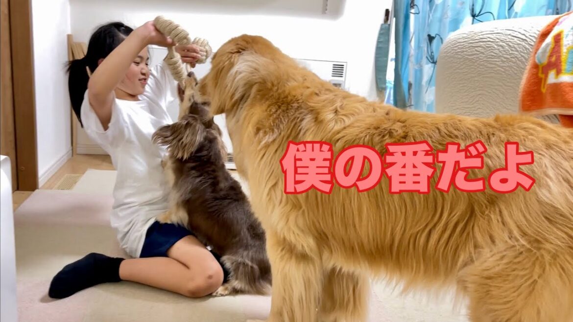 楽しそうに遊ぶ2人が羨ましくて順番待ちしてみる大型犬クッキー【ゴールデンレトリバーとミニチュアダックスフンド】