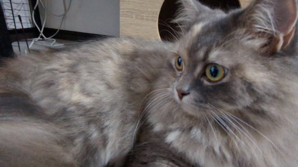 【記録】20240713 【記録】20240713