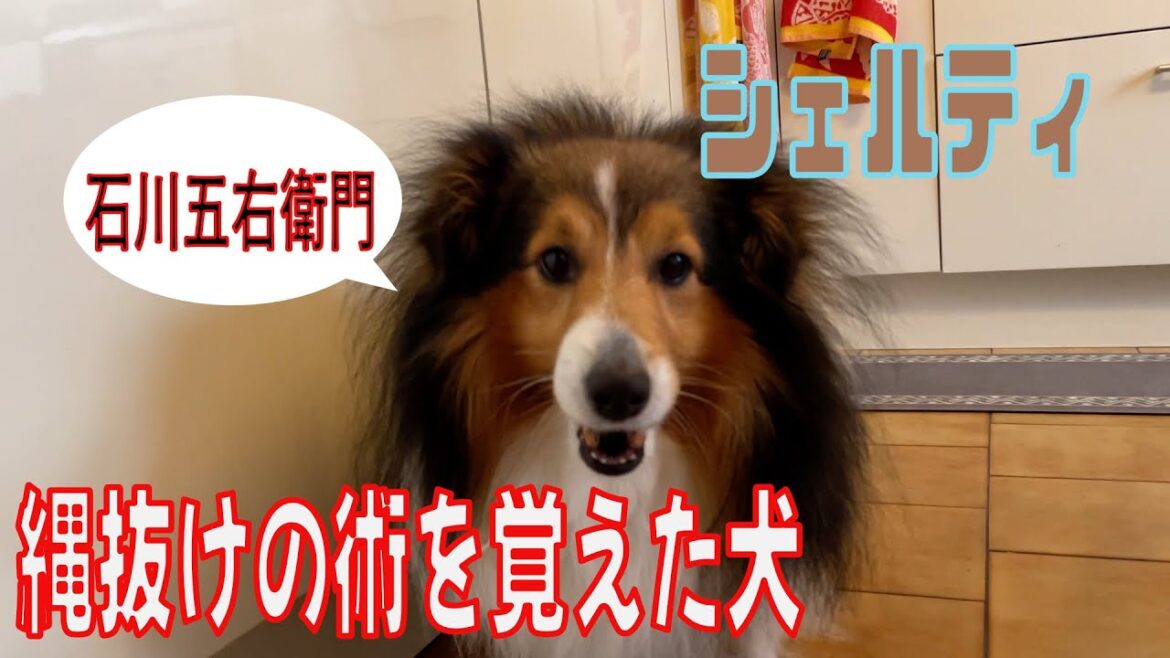 【シェルティ】縄抜けの術を覚えた犬【フランス田舎暮らし🇫🇷】 【シェルティ】縄抜けの術を覚えた犬【フランス田舎暮らし🇫🇷】