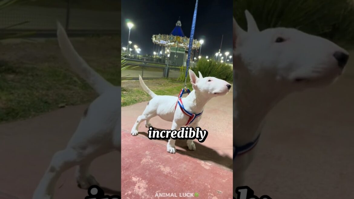 Discover the Bull Terrier Dog
