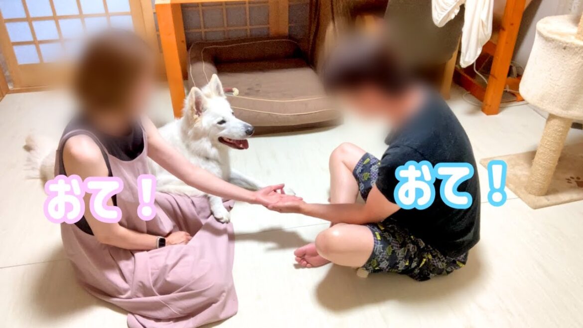 手のひらチャレンジをハクと一緒にしてみたら仕草が可愛すぎました(笑)