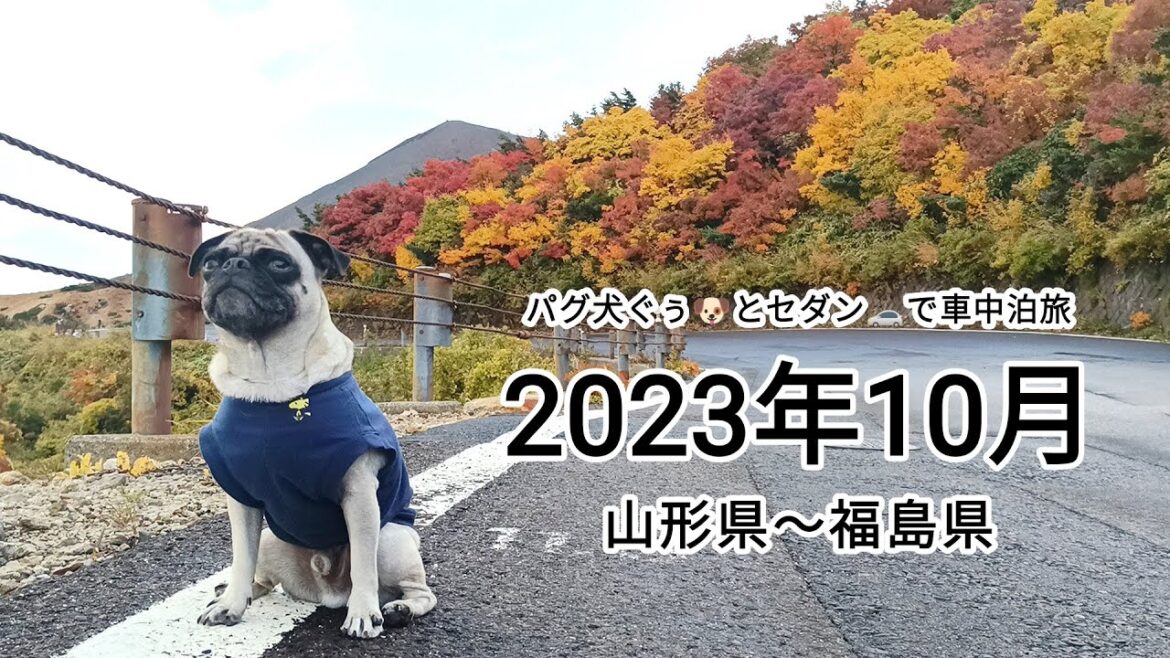 パグ犬ぐぅ🐶と車中泊🚗旅 2023年10月 山形県〜福島県