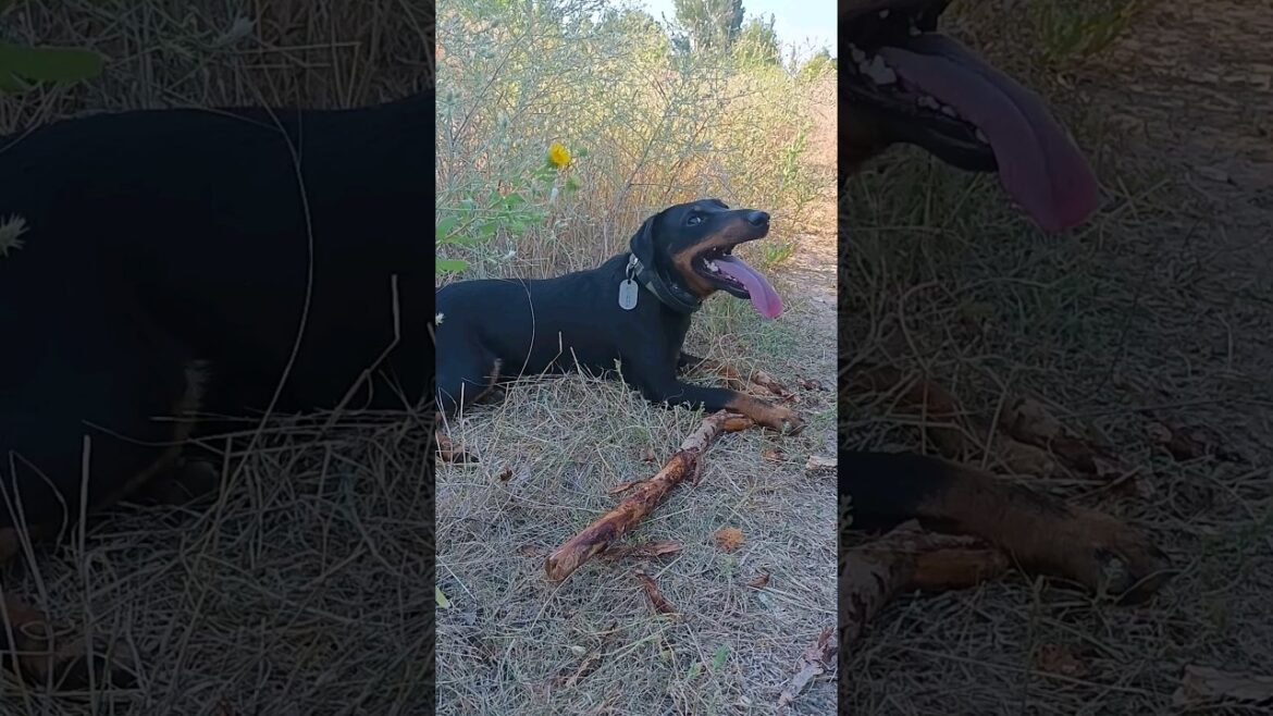 ⚡Рубик⚡ палка ягдтерьер jagdterrier stick