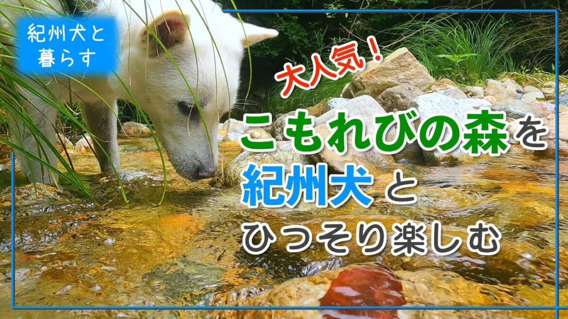 大人気の「槇尾こもれびの森」を、ひっそりと楽しむ方法です。