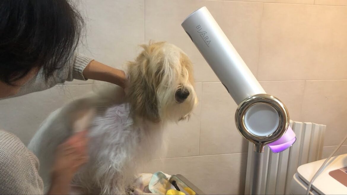 愛犬のドライヤーにはBISARAがおすすめ！【プチバセ】
