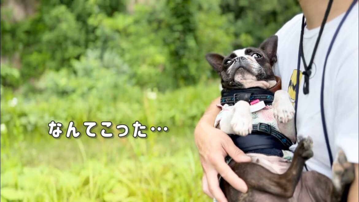 信州の自然で過ごす、愛犬との特別な1日/川遊びと可愛すぎる拒否行動/キャンプ