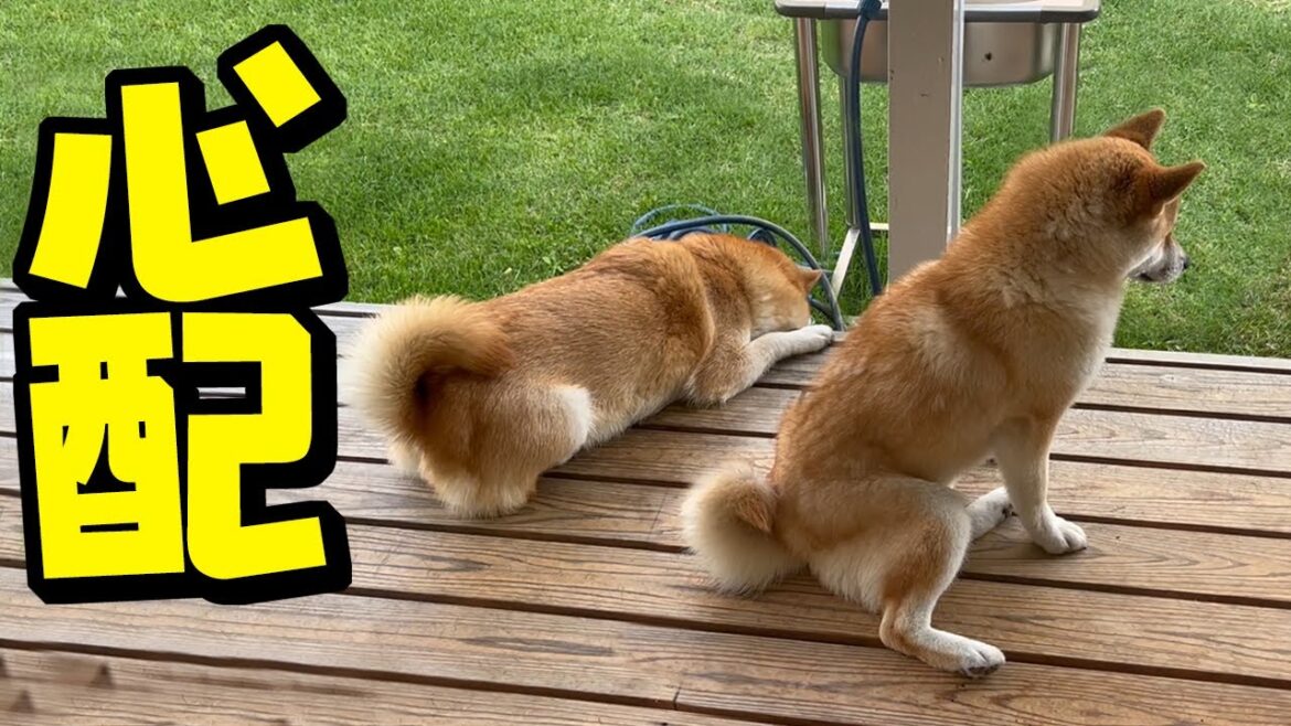 突然パパが病院へ…ママのせいで柴犬が酷く落ち込んでしまいました…