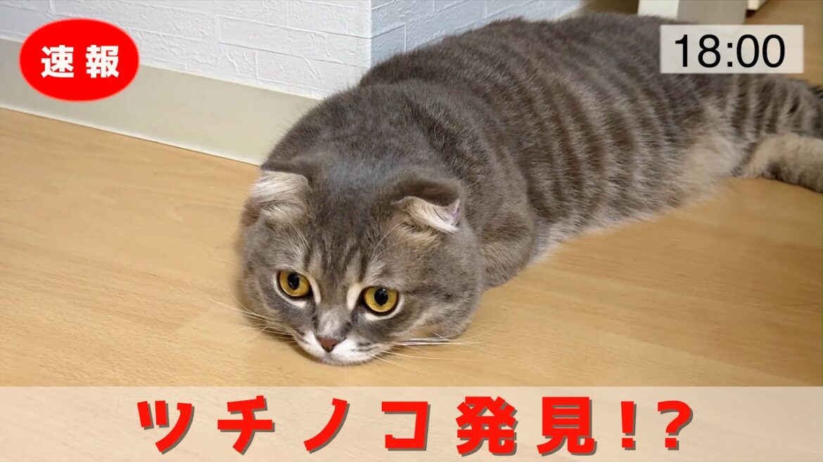 我が家でツチノコを発見しました[マンチカンの銀時]