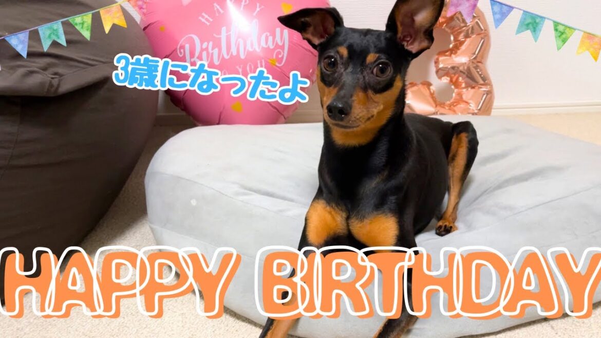 【祝３歳】プレゼントに喜ぶちゃちゃ丸とケーキにがっつくシェリｗ【ミニピン】