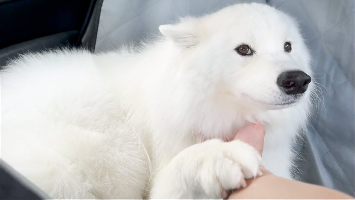 甘えん坊すぎて車中でもなでなでを要求してくる犬が可愛すぎました…