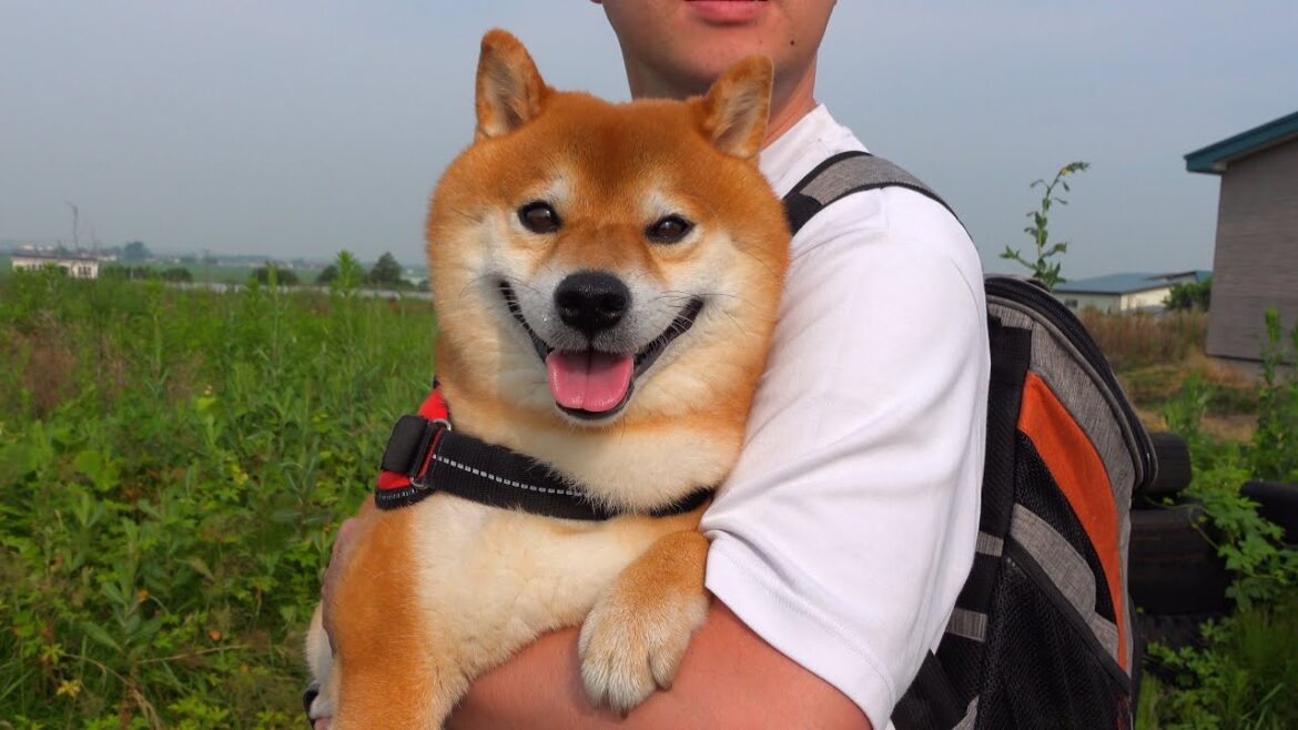 柴犬ハチ散歩を嫌がりまさかの中断‥その後の予期せぬ展開に。