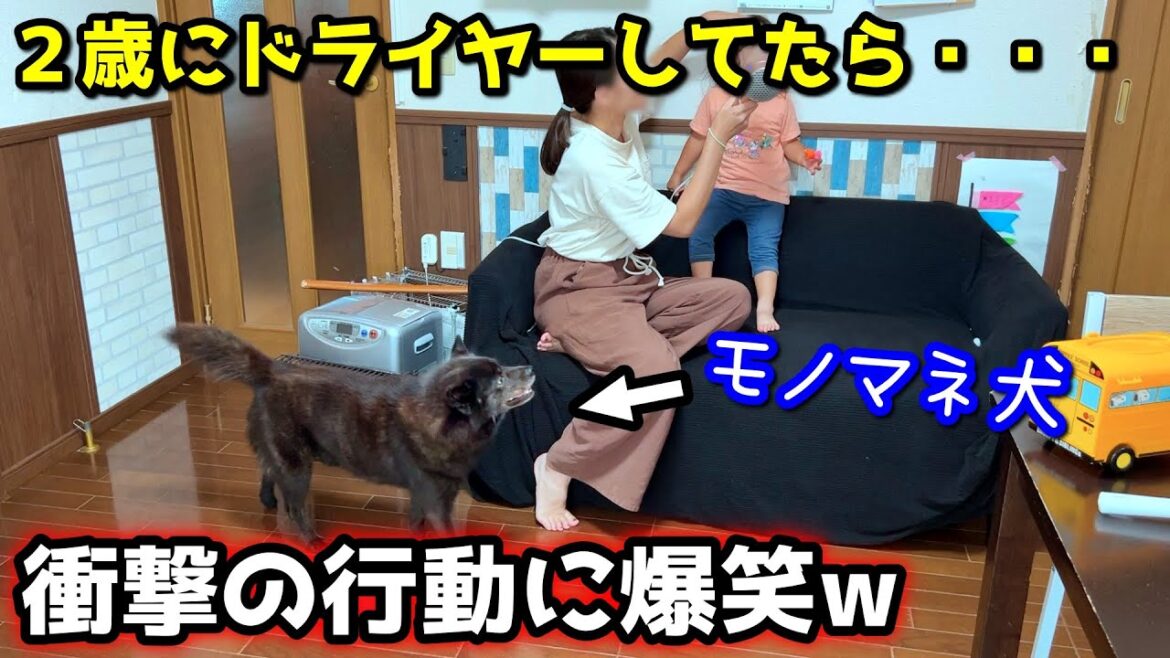 【共感性高すぎ】２歳にドライヤーしてたら愛犬が衝撃行動にw【甲斐犬一休】