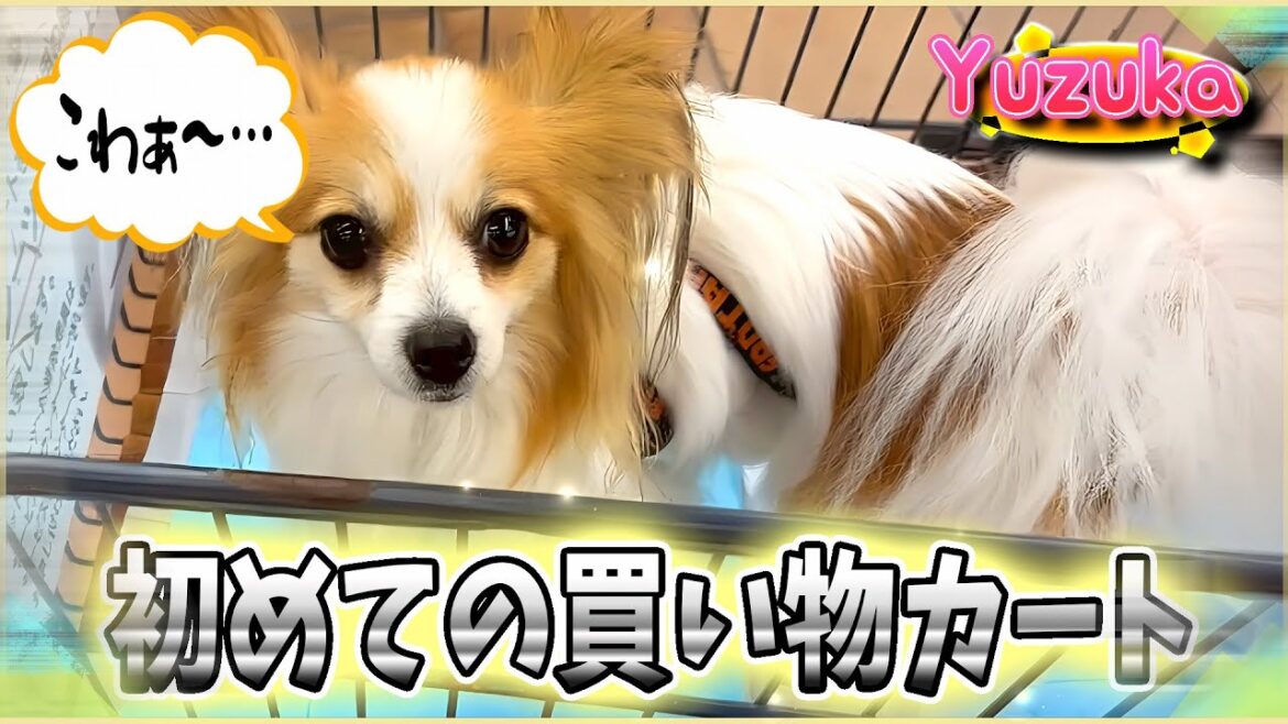 初めての買い物カートに若干ビビる犬# 32【ペット/パピヨン/柚子華】