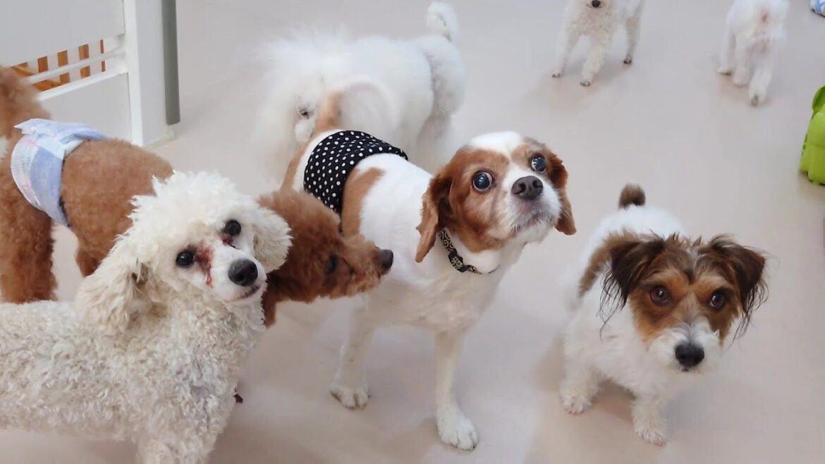 キャバリアさんと仲間たち　🐶ひみつきちなう！①🐶  2024年7月13日