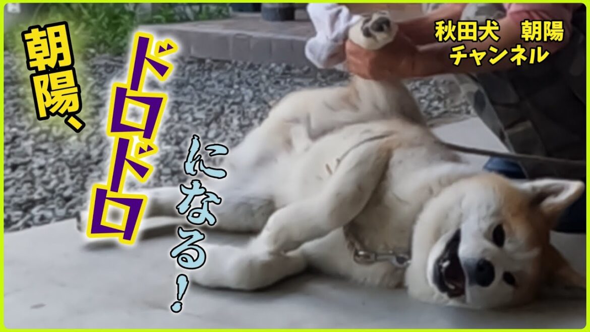 秋田犬【朝陽】チャンネル  朝陽夕べの雨でドロドロになる！の巻