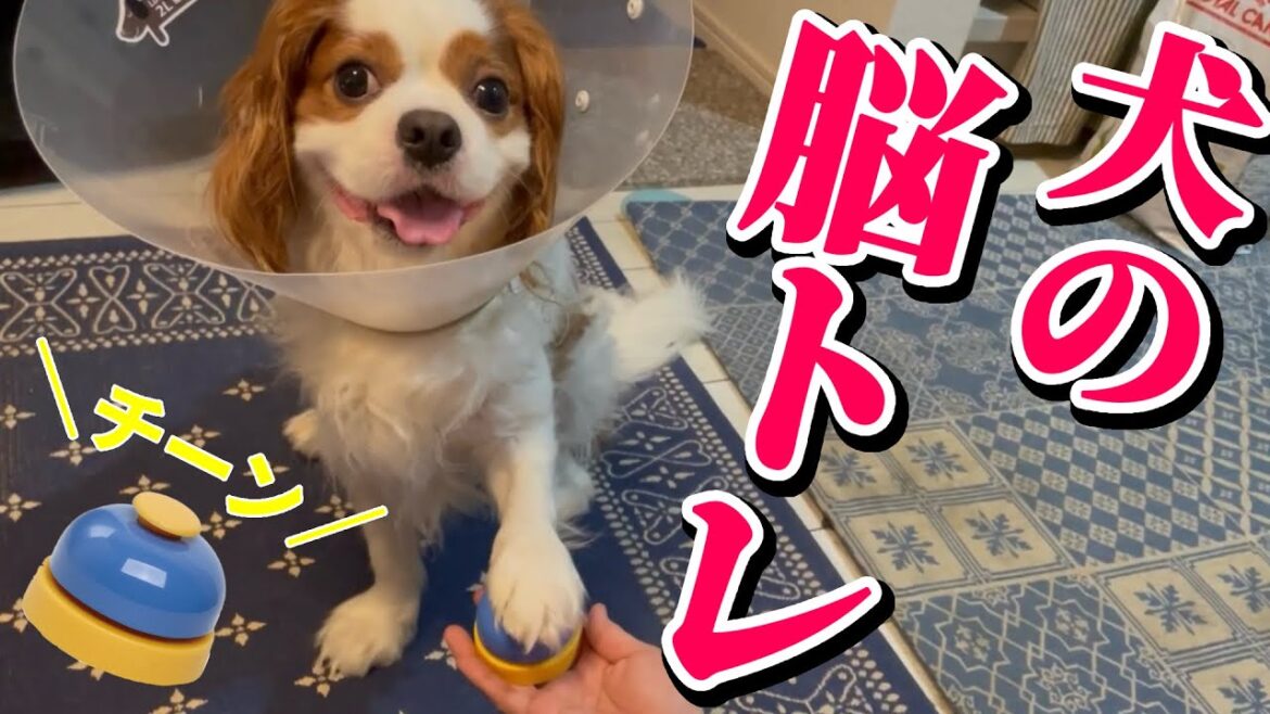 おでかけ禁止中の愛犬がトレーニングベルで脳トレ‼︎ご褒美が欲しすぎて凄いことになりました…