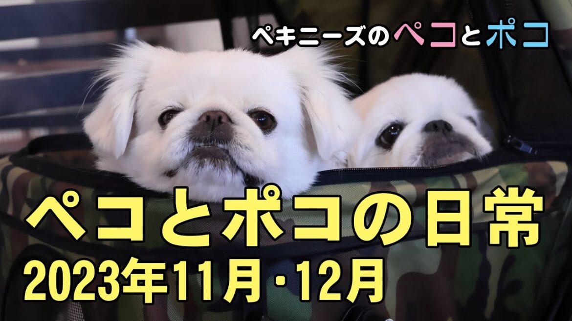 ペキニーズ（犬）ペコ 6歳・ポコ 5歳★ペコとポコの日常 2023年11月･12月