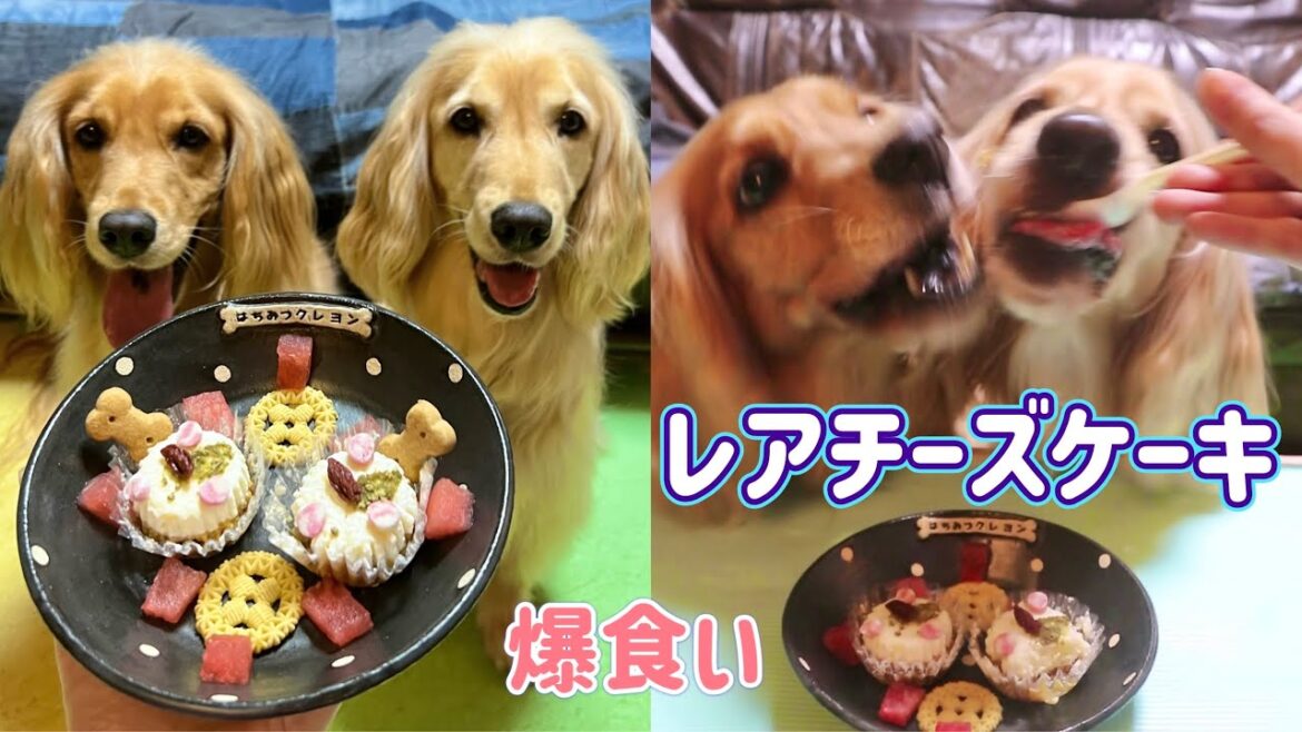 犬用ケーキに凄い食いつきの双子犬！【ASMR 咀嚼音】