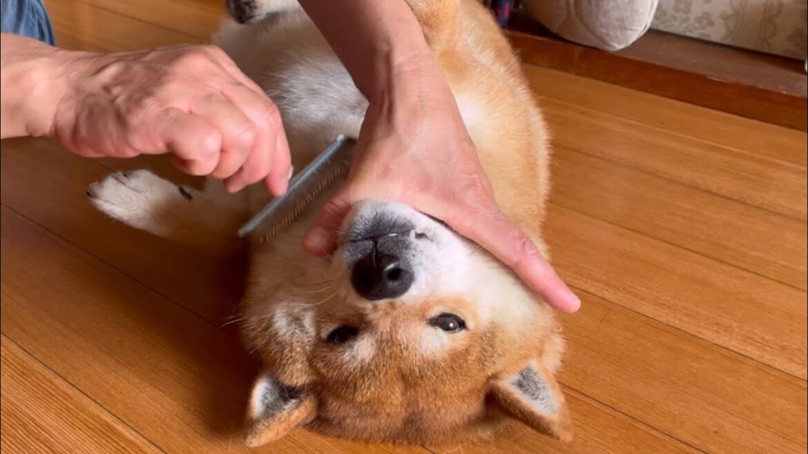 表情豊かなおばあちゃん家の柴犬