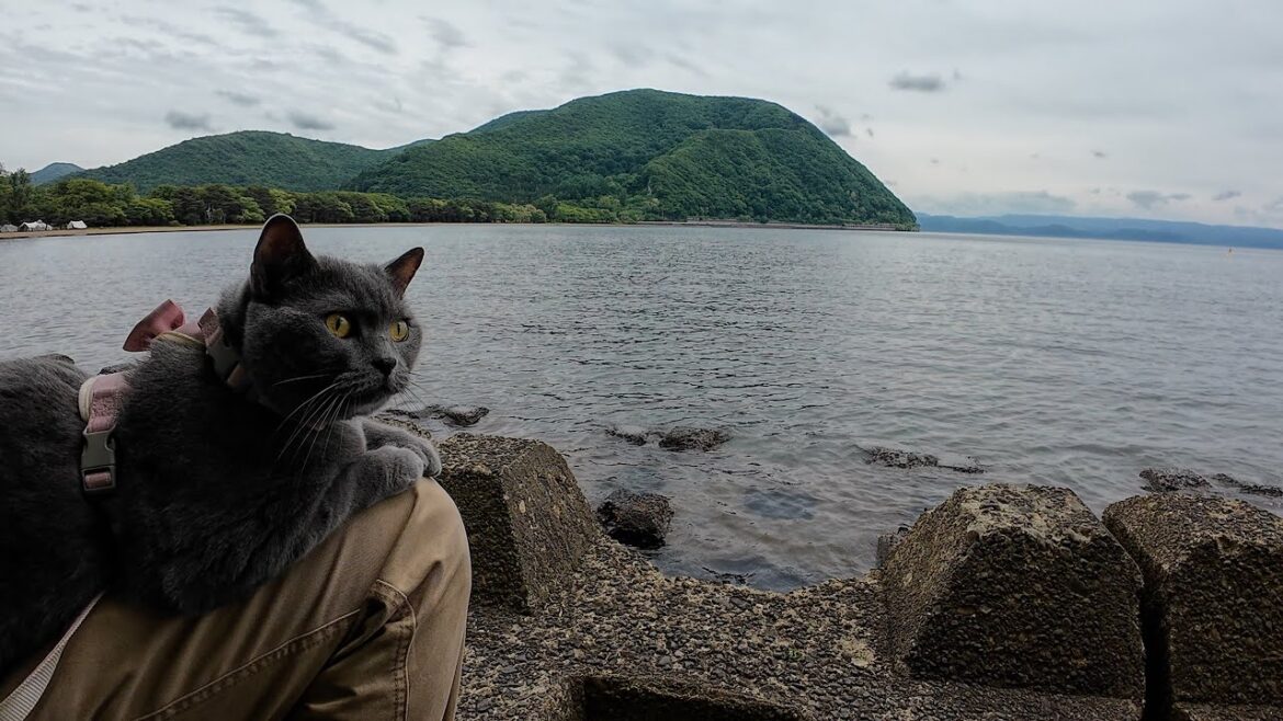 【猫散歩】猪苗代湖でねこさんぽ（４K ）