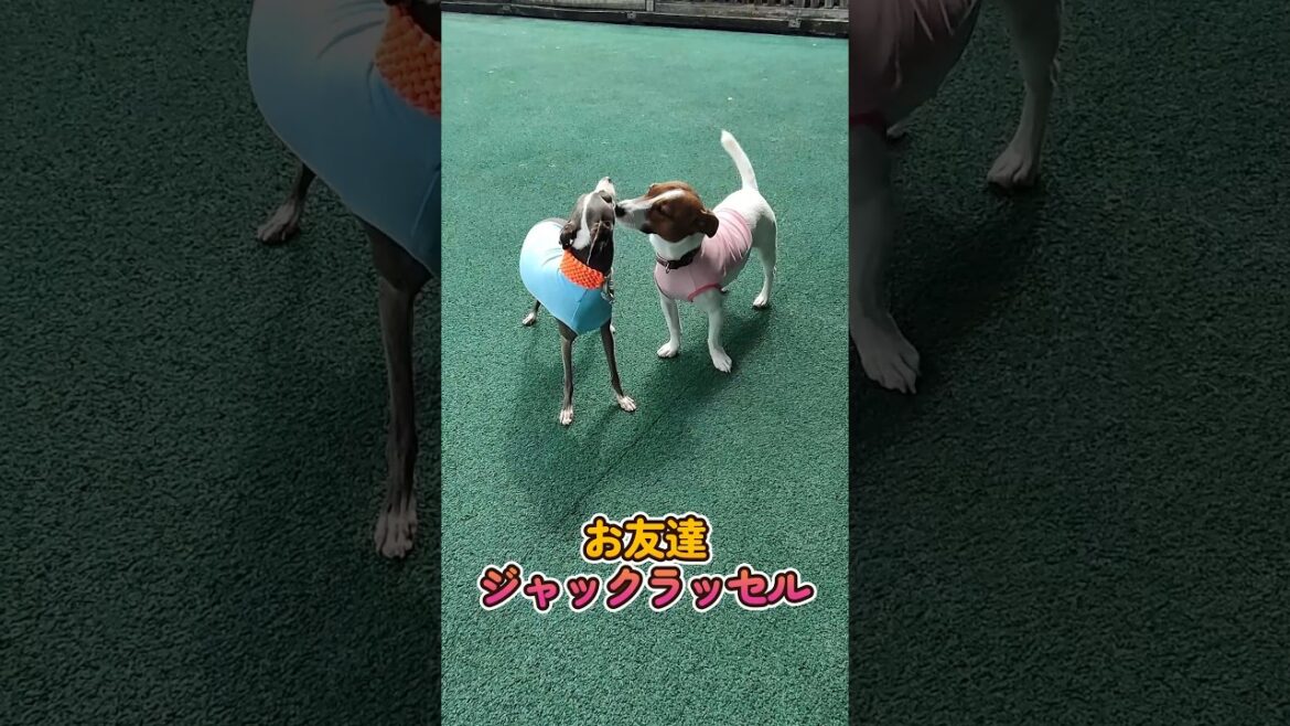 おっさんが作るお友達わんこ服 ジャックラッセルゆずちゃん #shorts #イタグレ #ミニピン おっさんが作るお友達わんこ服 ジャックラッセルゆずちゃん #shorts #イタグレ #ミニピン