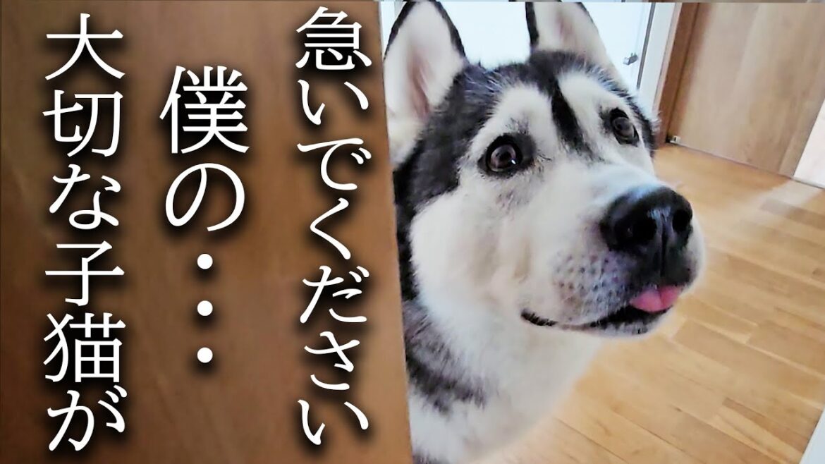 ハスキー犬がクンクン騒いでるのでついて行くと子猫が...