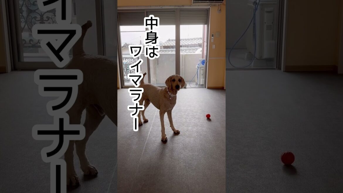 スタンダードプードル🐩中身はワイマラナーの歌#shorts