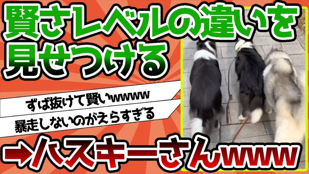 【2ch動物スレ】レベルの違いを見せつけるイッヌ…これはかしこイーヌ？wwwwwwww