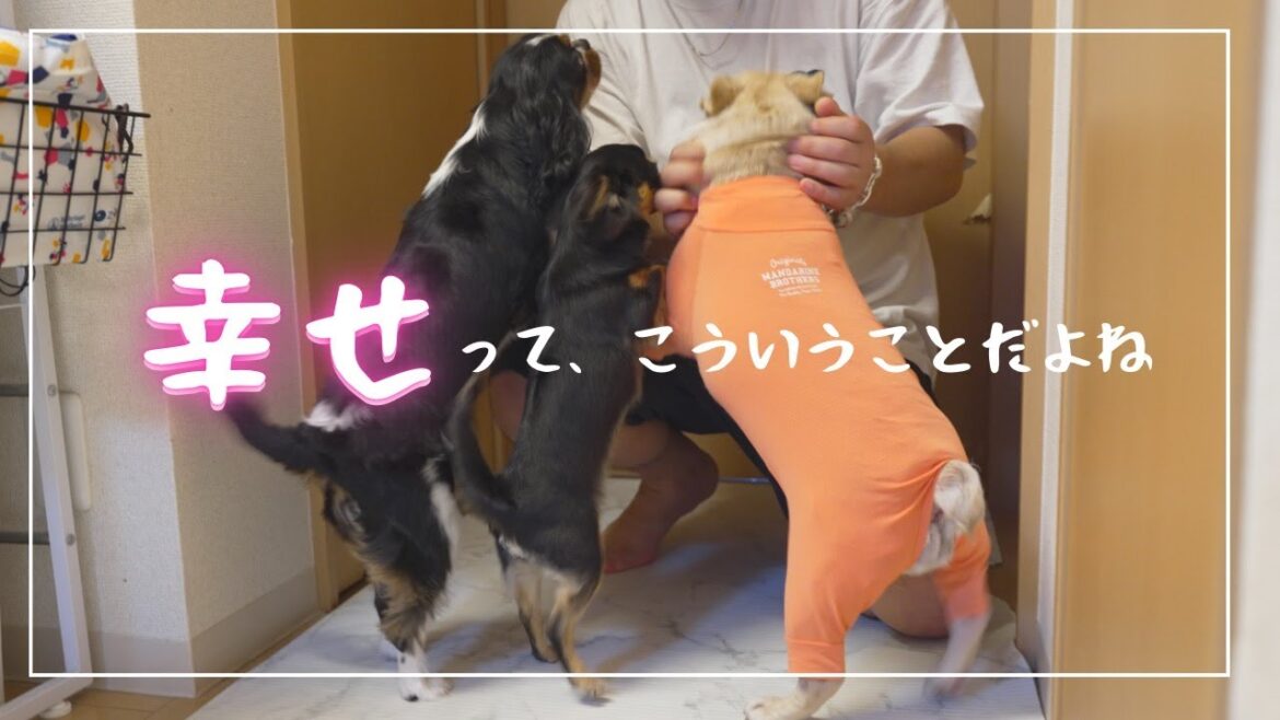 【感動】大好きなパパと３日ぶりの再会！せっかくだからドッキリを！なーんて思っていたけど、愛犬たちの大喜びするを見てドッキリなんて必要なかったと反省する飼い主