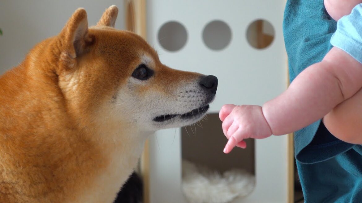どうしたの？赤ちゃんが泣き出すと柴犬は犬語で何かを訴えかけました。