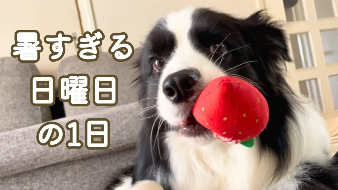 【密着】ボーダーコリーと氷タンフルを作る日曜日🍉🧊